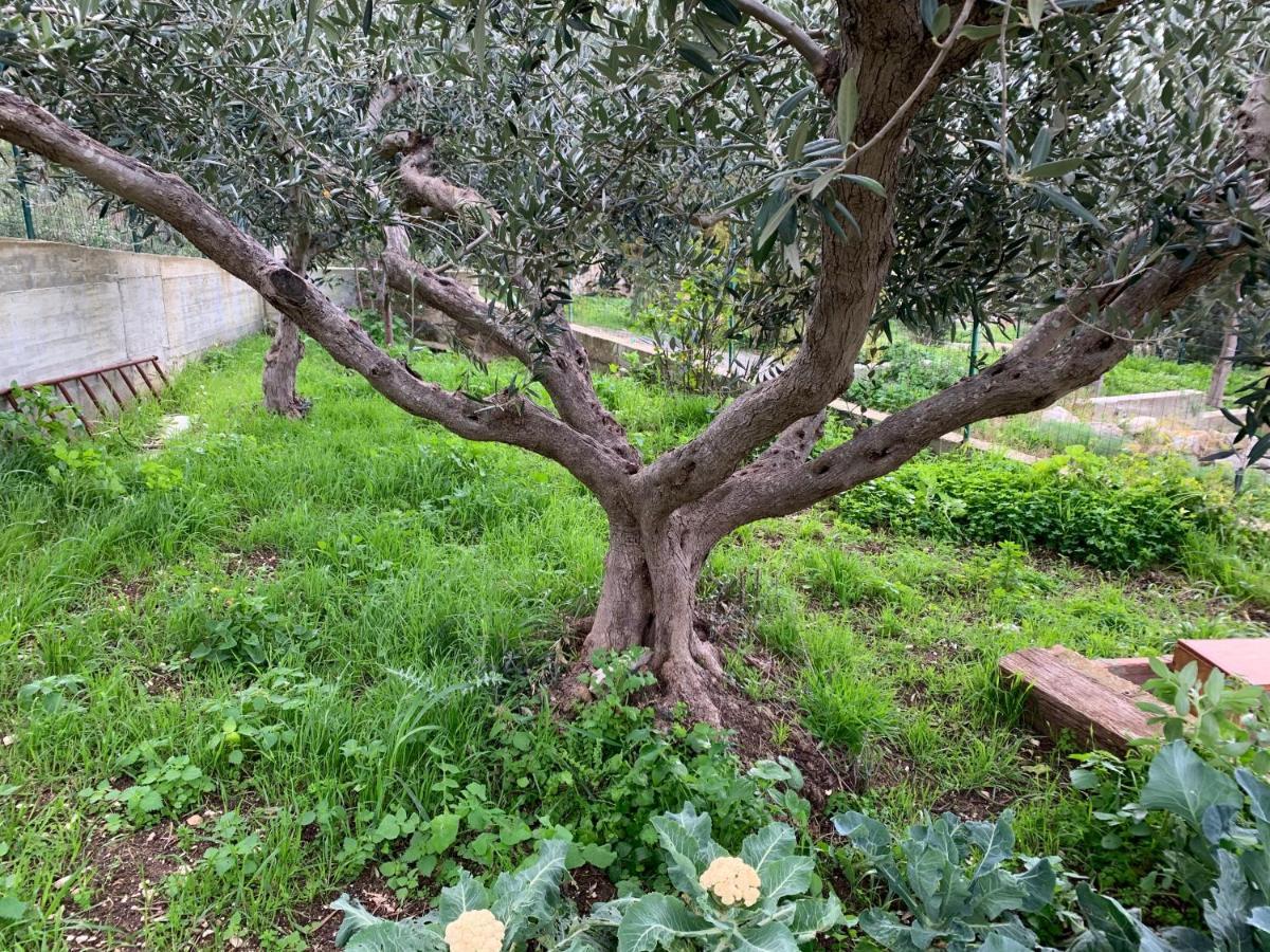 Li Vigni House Διαμέρισμα Custonaci Εξωτερικό φωτογραφία